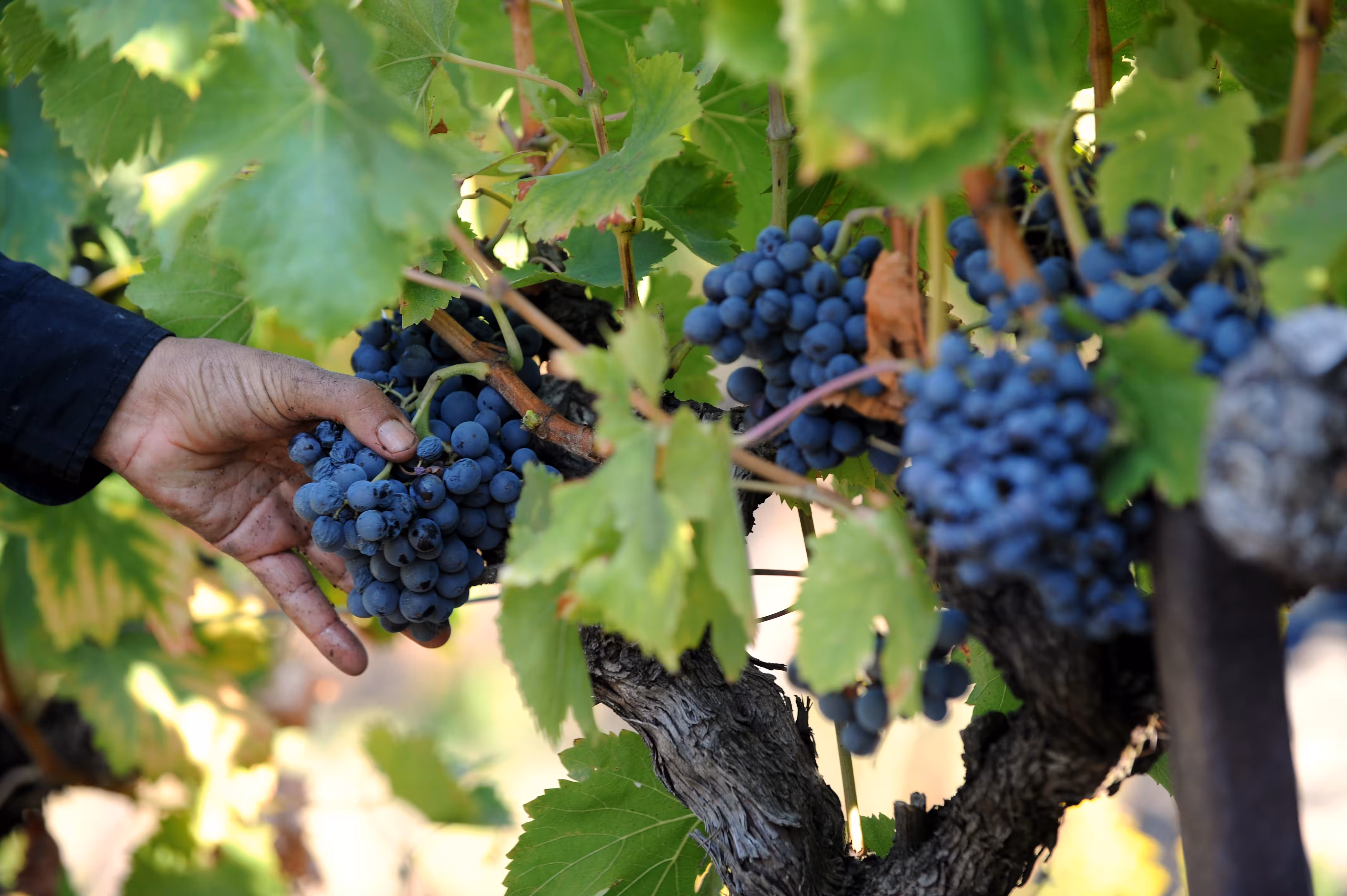 La producción del Vino de la Tierra Isla de Menorca creció un 27,3% en 2025