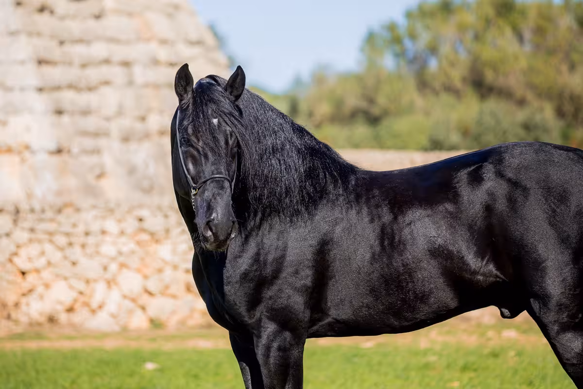 Menorca impulsa la doma clásica del caballo menorquín con un curso de Juan Matute Azpitarte en Ciutadella