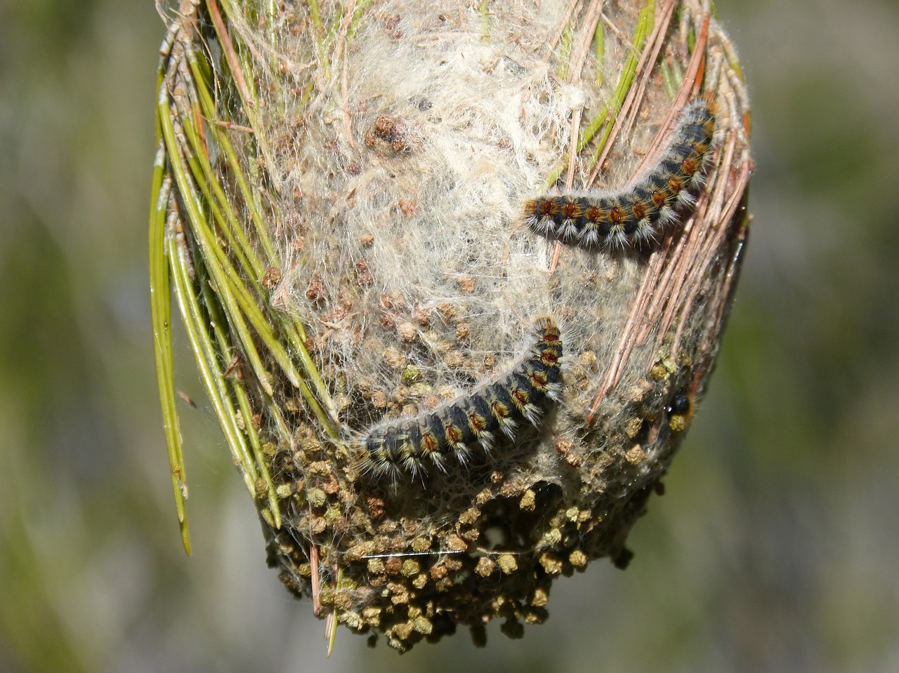 Кольчатый шелкопряд гусеница
