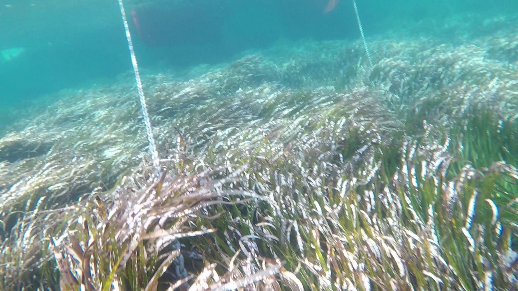 Fotos Denuncia Detectan Barcos Anclados Sobre Posidonia En