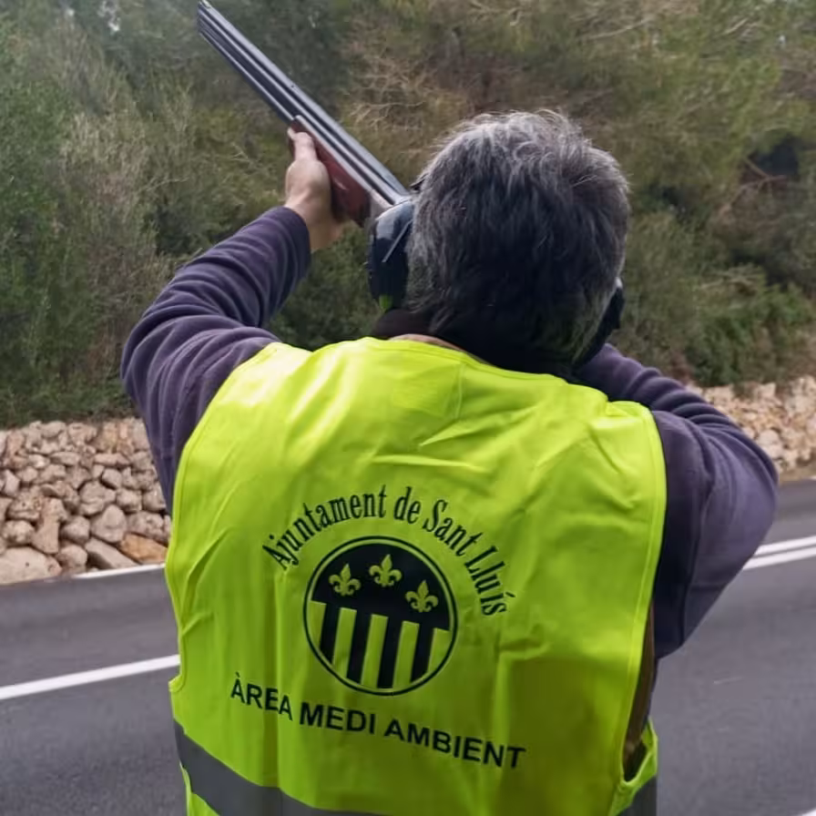 Sant Lluís prepara 2.250 cartuchos de munición para combatir a la procesionaria del pino