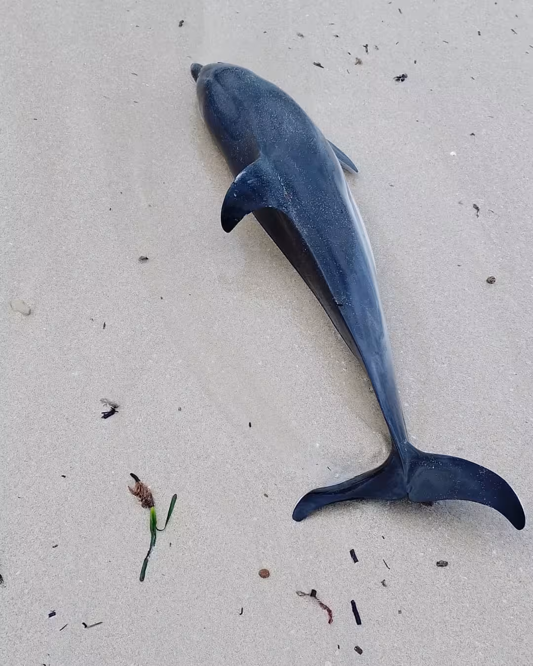 (Fotos) Encuentran un delfín varado en Cala Galdana