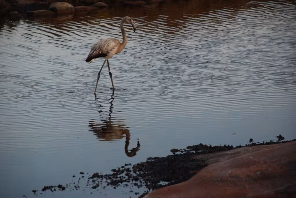 El flamenco rescatado en Menorca en 2014 vuelve a ser visto en la Camarga y ya luce plumaje rosado