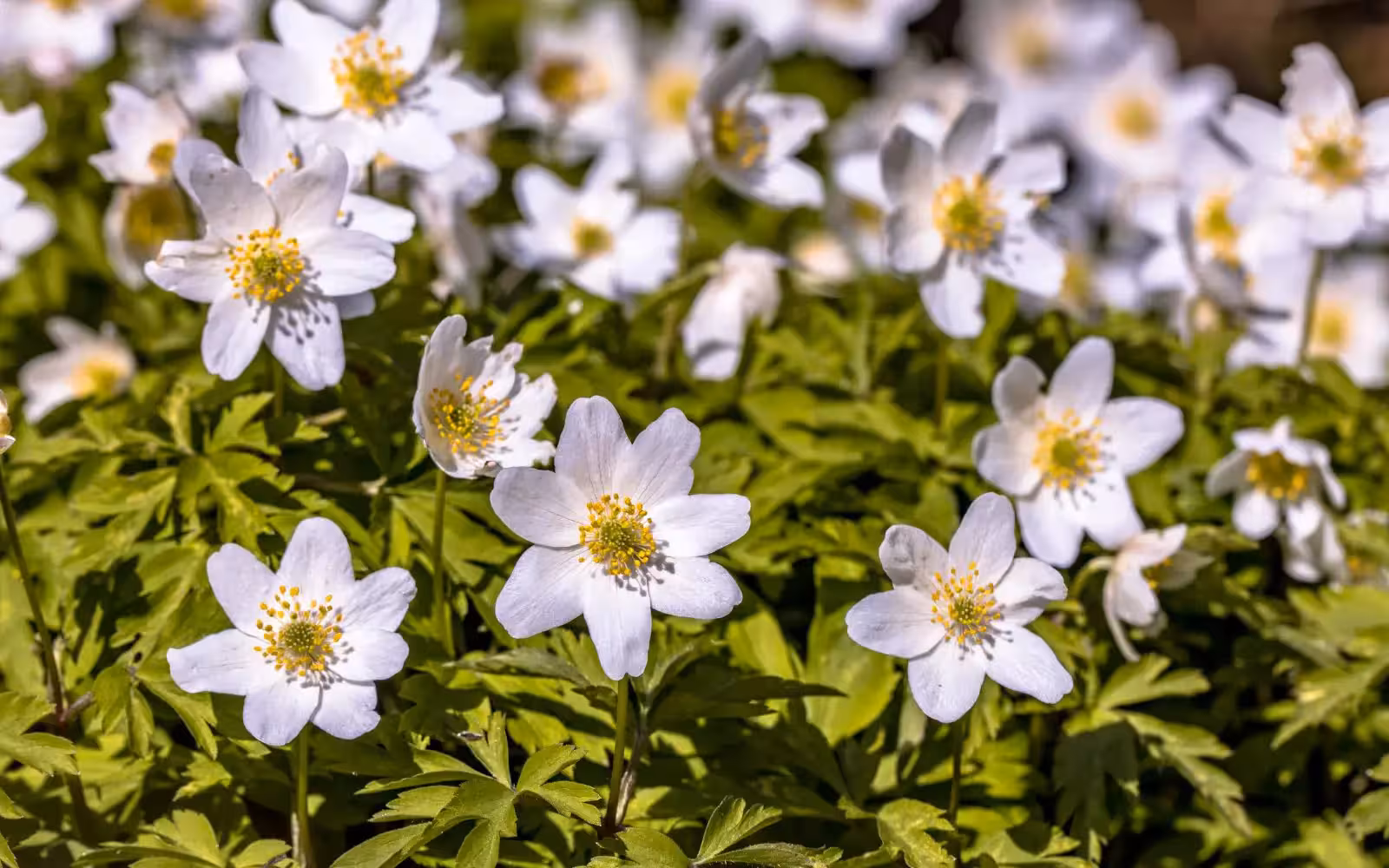 "Ja albirem el març"