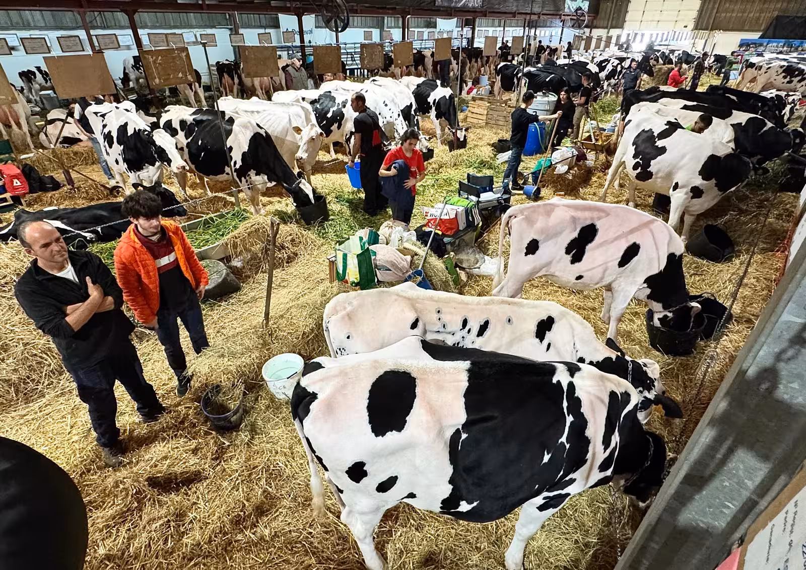 (Fotos) Lo mejor del campo insular ya luce en Alaior