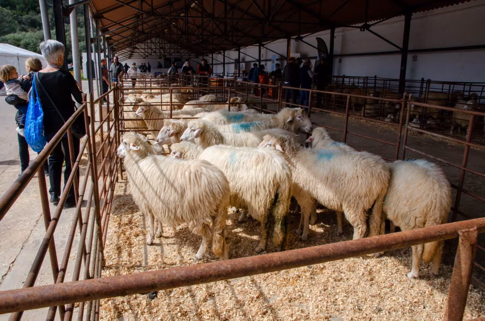 El gran escaparate de la oveja de Menorca