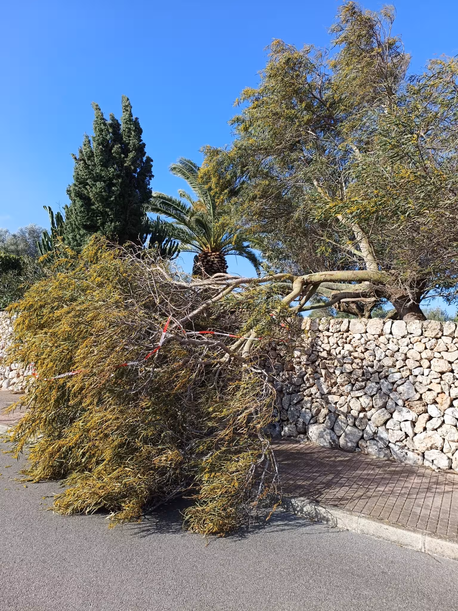 (La foto) El viento tumba un árbol en la calle de Llucalari de Trebalúger