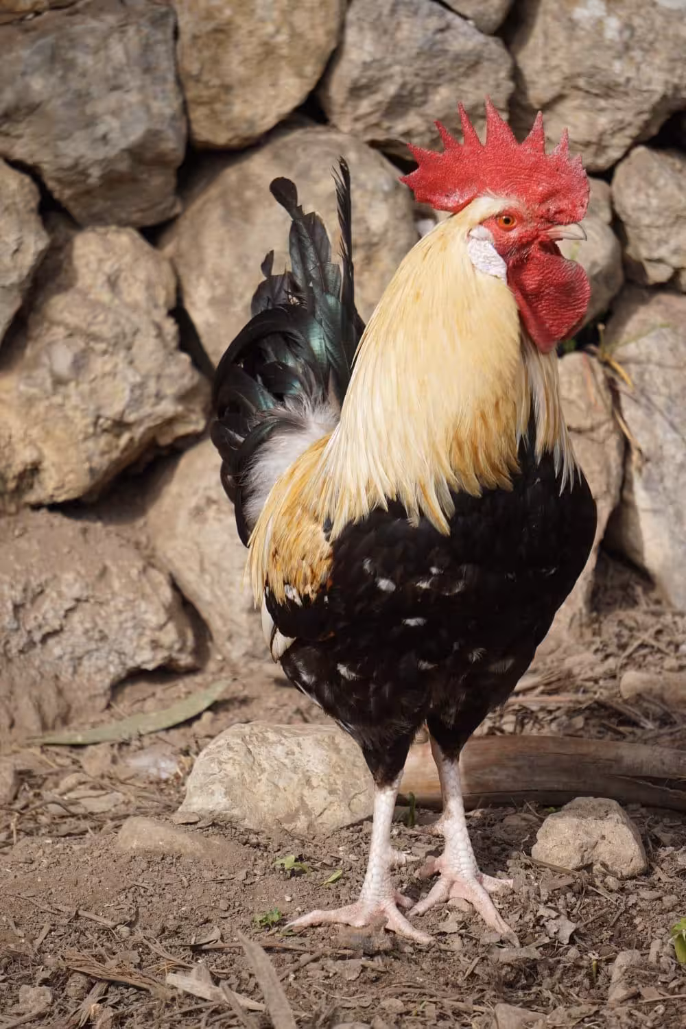 Menorca deja atrás las restricciones por gripe aviar