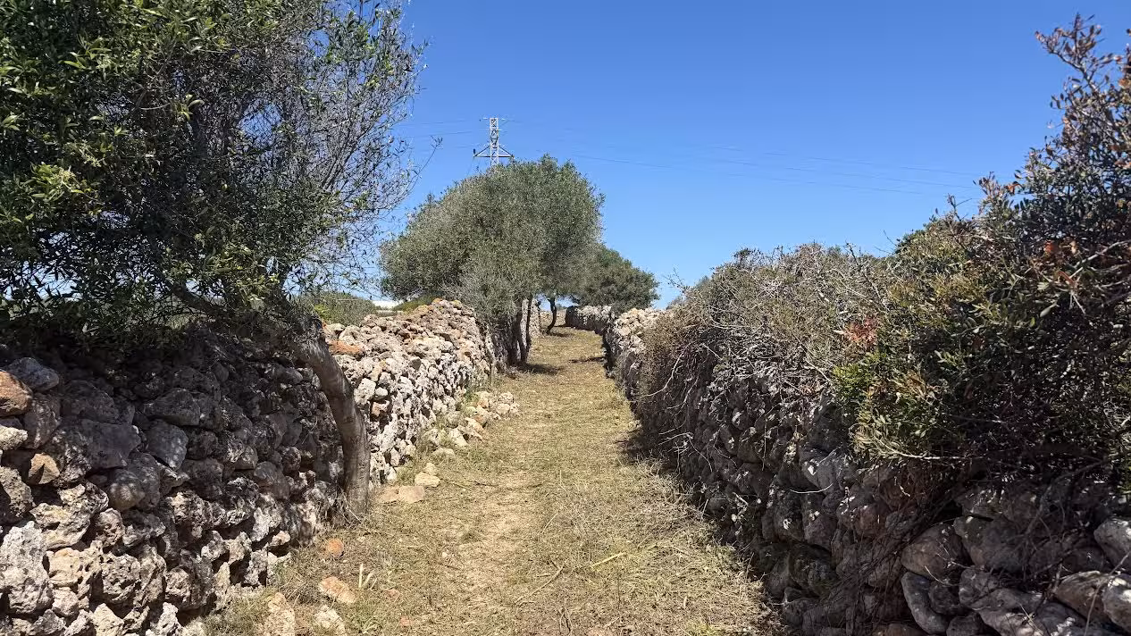 Ciutadella limpia y desbroza el histórico camino público de s’Hort de Dalt