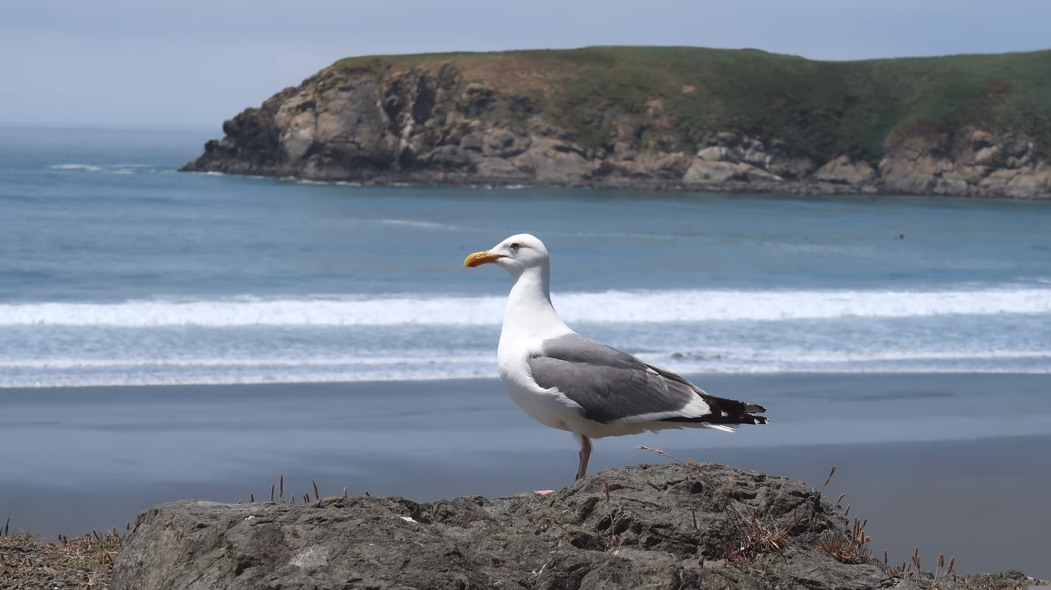 El GOB alerta de una ola de parálisis en aves marinas de Menorca por agua contaminada