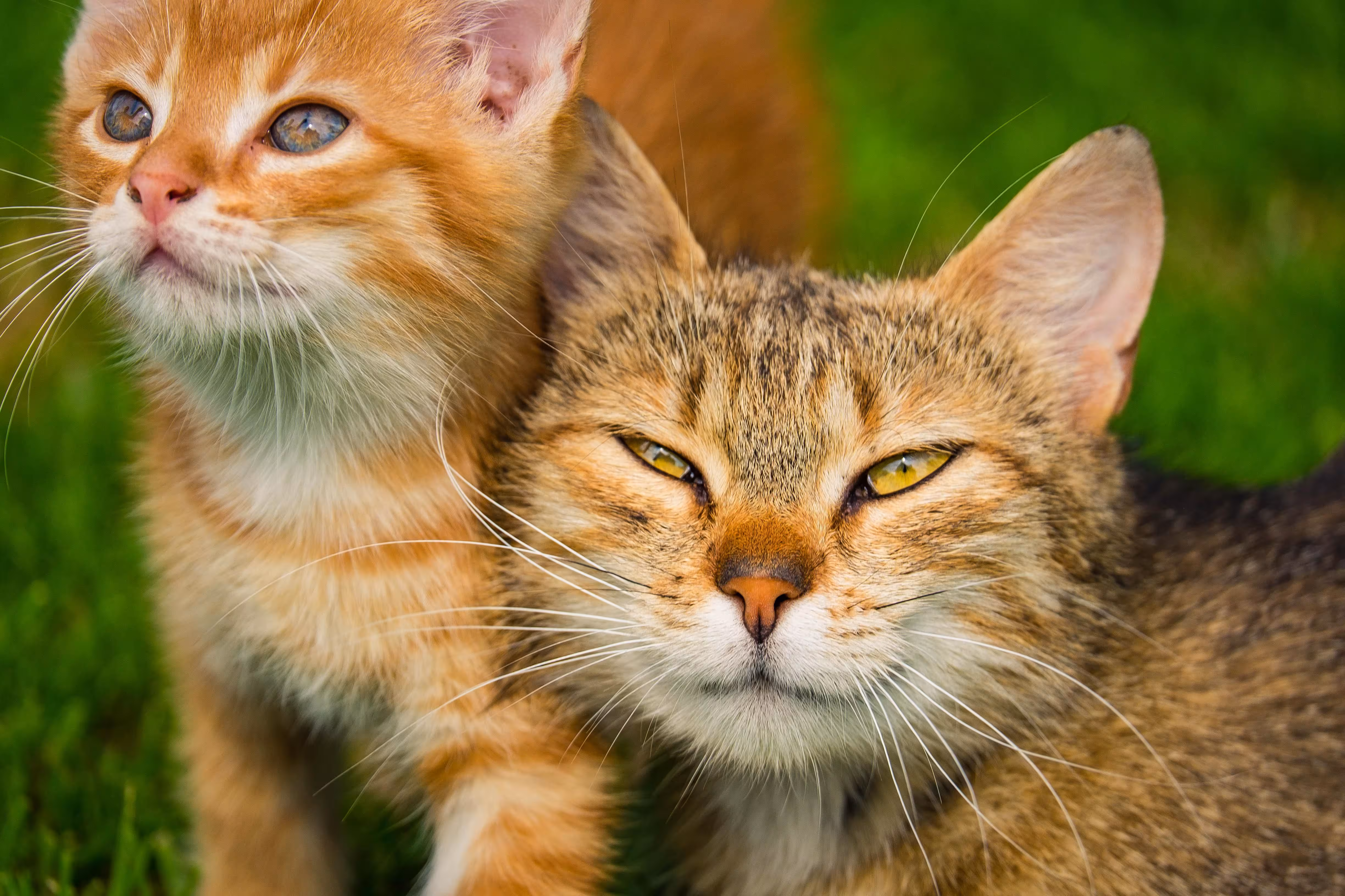 Cómo entender el lenguaje de los gatos