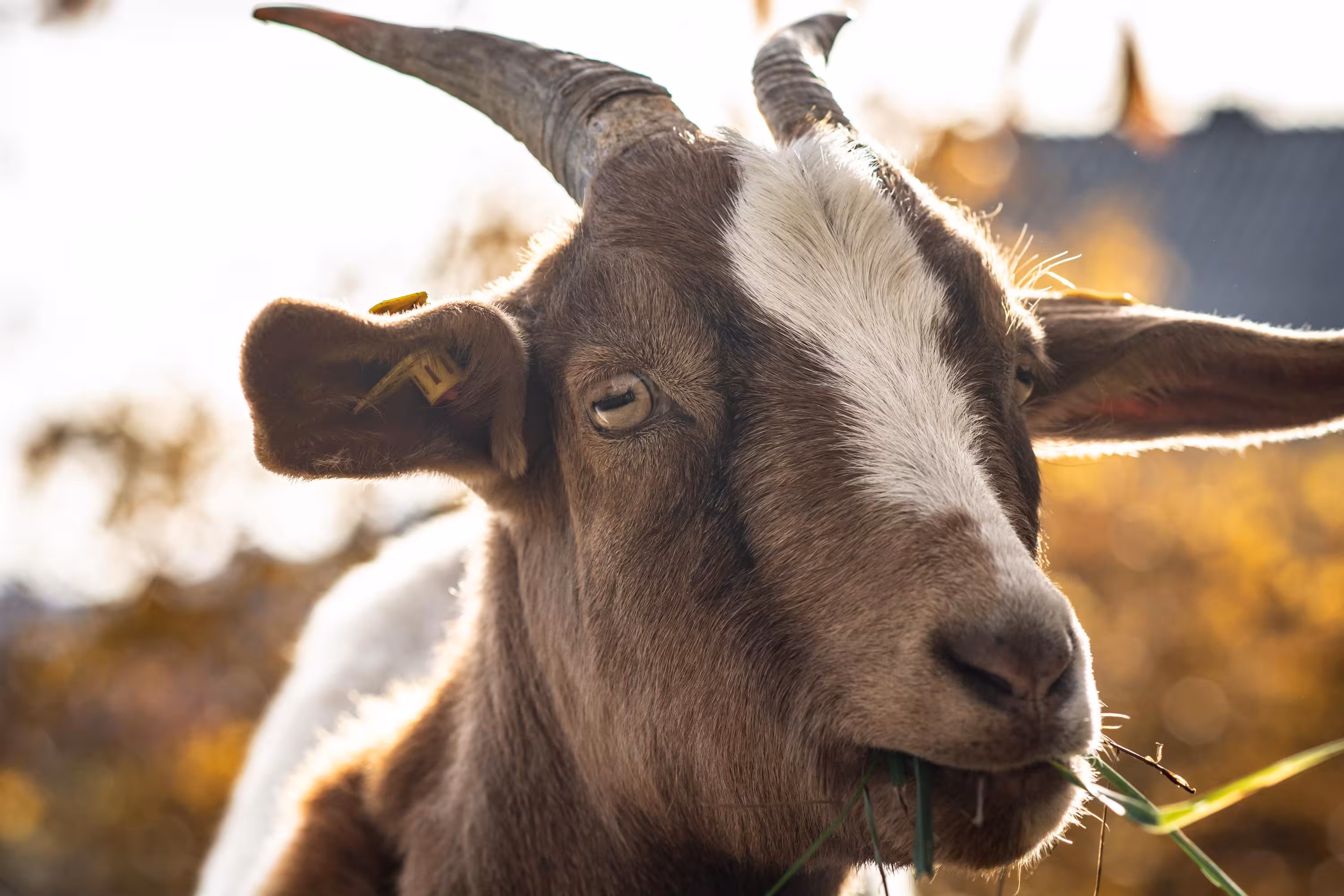 Organizan una charla en Es Mercadal para pedir que se deje de “matar cabras a tiros”
