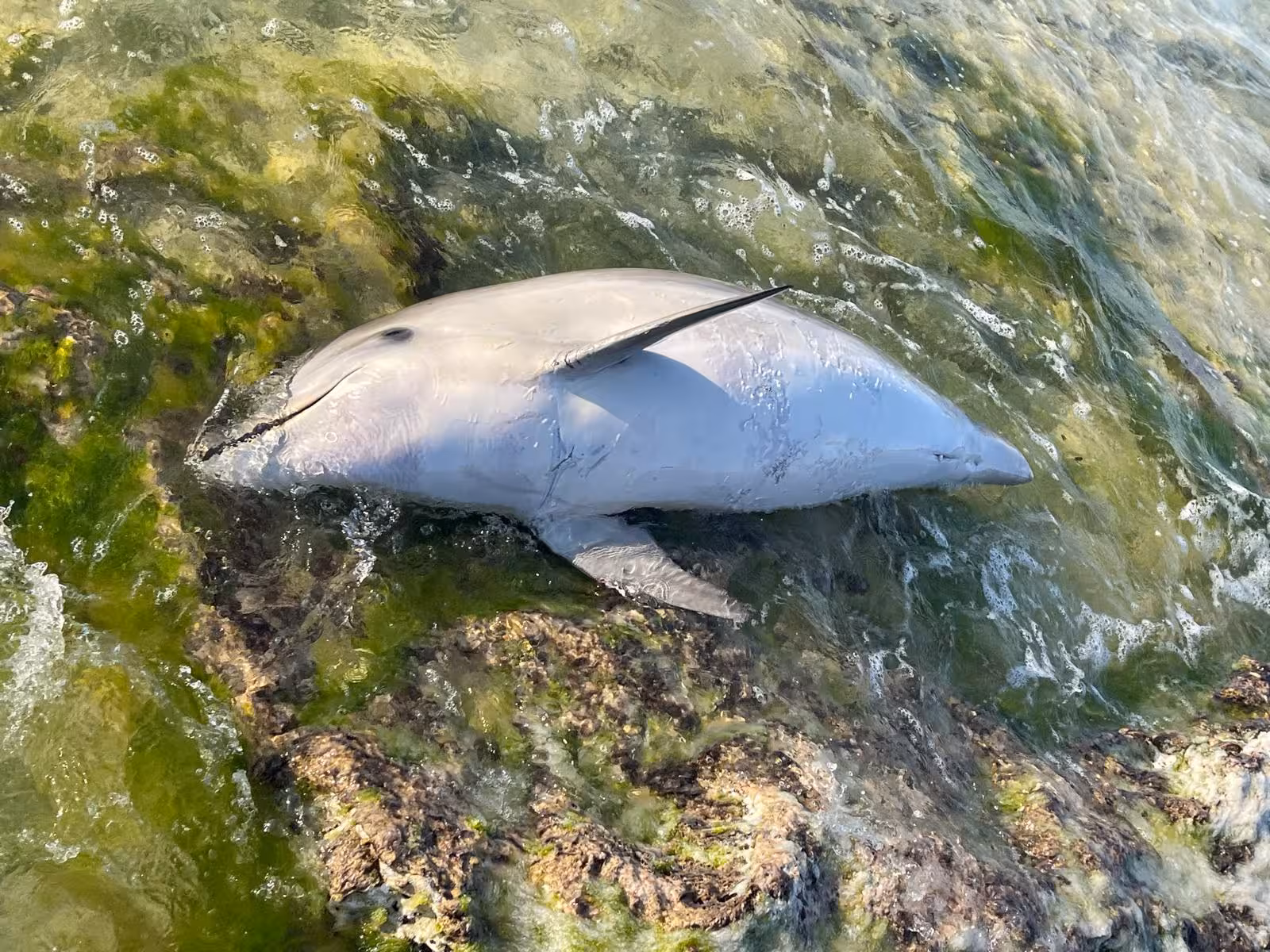 Hallan un delfín en Son Saura con la aleta caudal seccionada: «es incompatible con un accidente natural»