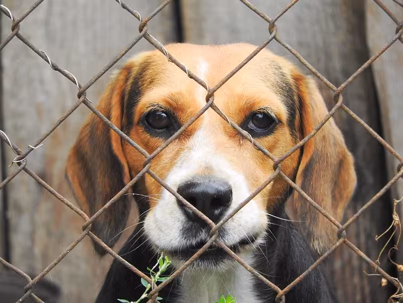 El Consell Insular refuerza las protectoras de animales de Ciutadella y Maó para fomentar la adopción y combatir el abandono