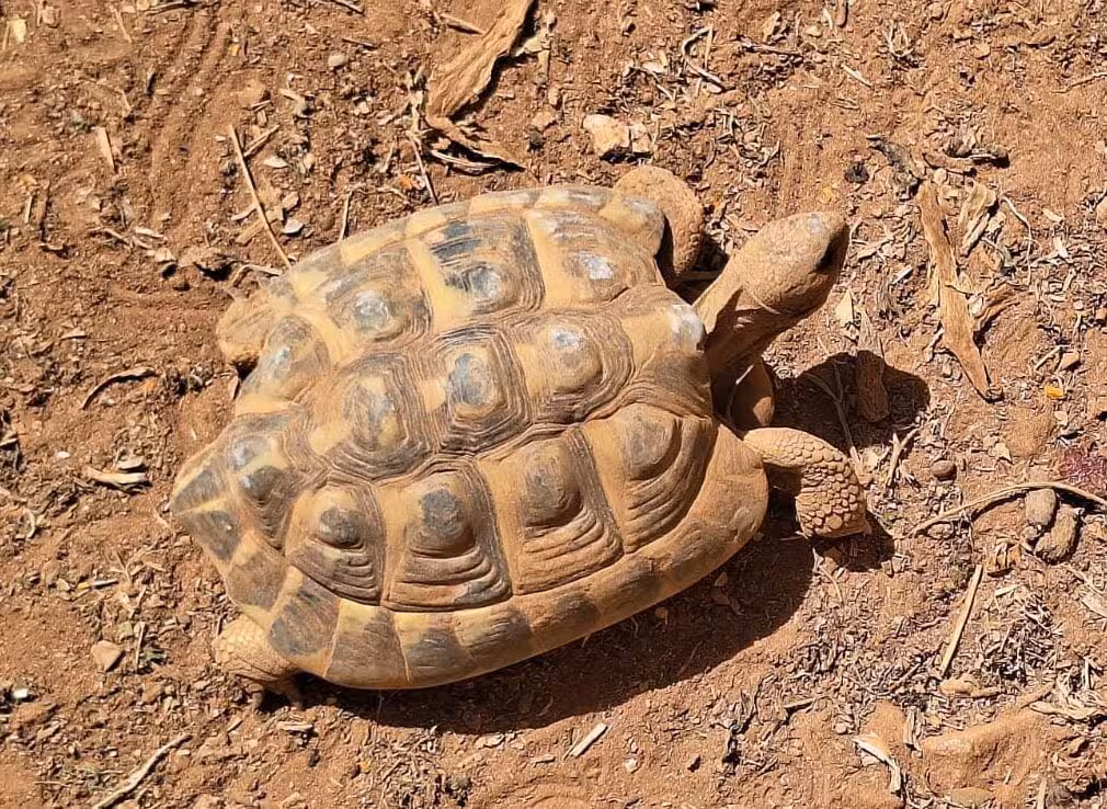 El Centre de Recuperació de Fauna Silvestre de Menorca abre sus puertas al público este verano