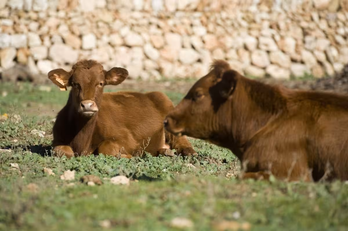 El Consell convoca 30.000 euros en ayudas para fomentar las razas autóctonas de Menorca