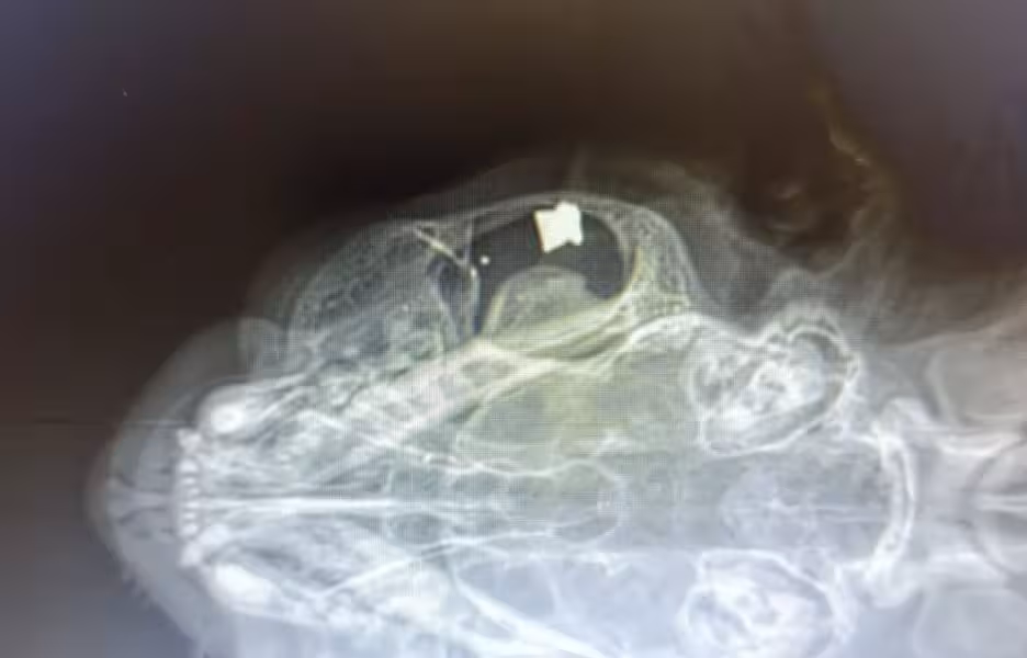 Disparan perdigones a un gato en Es Castell y le destrozan el ojo