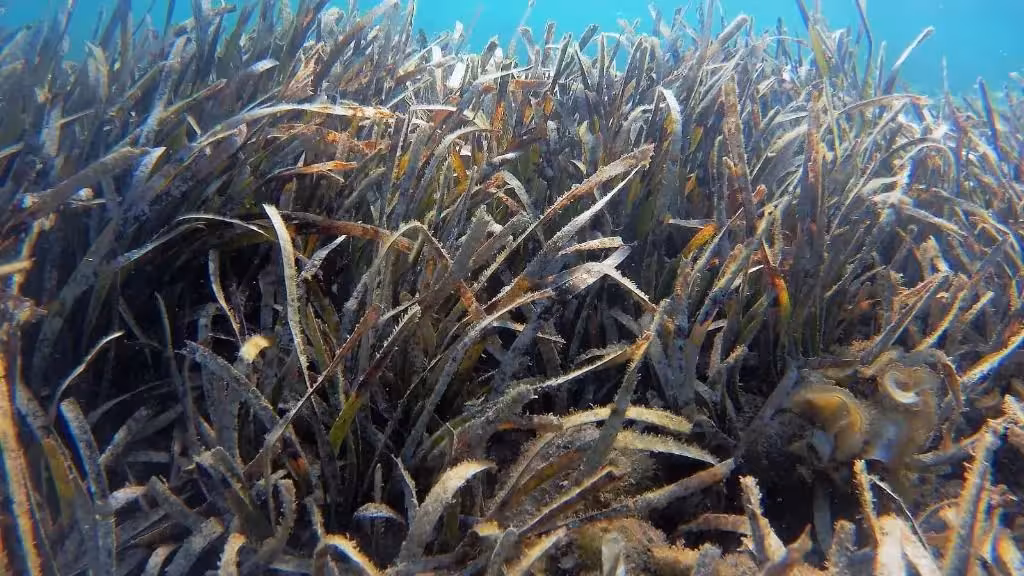 Menorca mantiene una alta protección de la posidonia con 94 boyas ecológicas y los fondeos irregulares en mínimos históricos