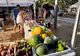 Es Freginal se prepara para su gran transformación mientras acoge la Fira de Productes Agraris Ecològics de Menorca