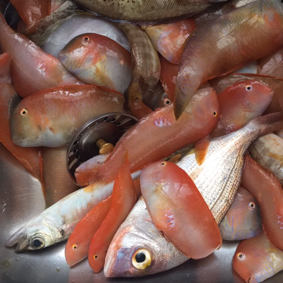 Se levanta la veda para la pesca de raors