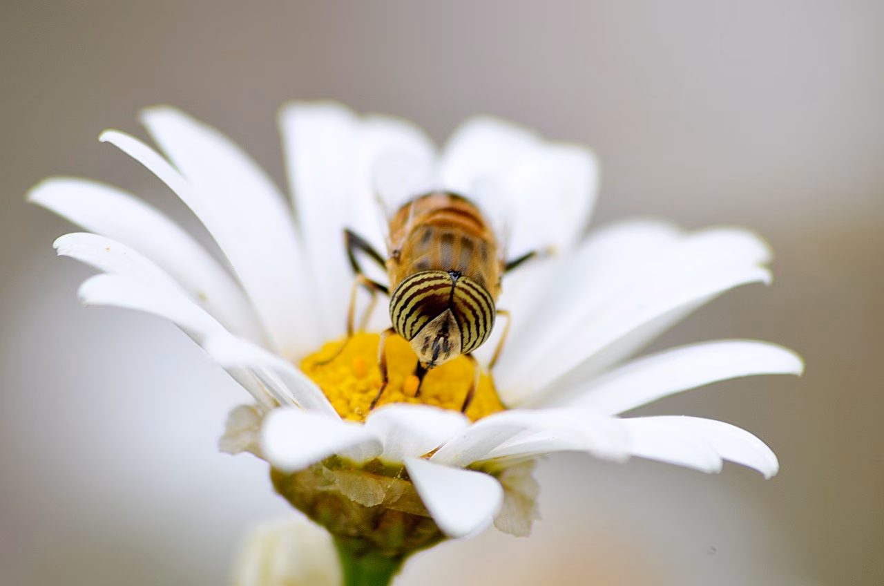 La importancia del polen vegetal en el origen de la fauna y flora de Menorca