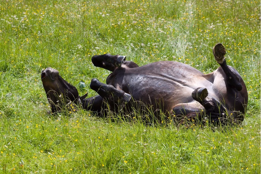 La salud del caballo en Menorca