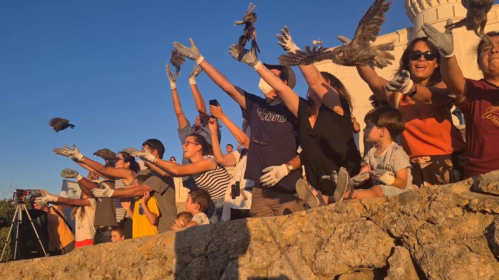 El Centro de Recuperación de Fauna de Menorca prevé recoger más crías de ave por el calor
