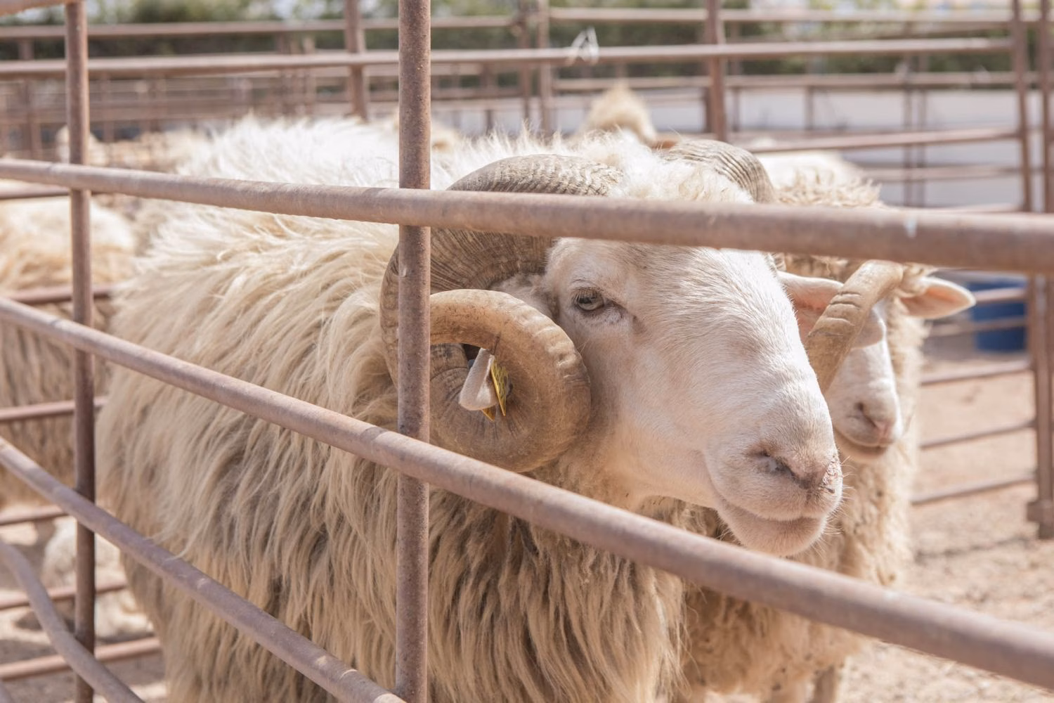 (Fotos y vídeo) Menorca exhibe sus mejores ovejas autóctonas