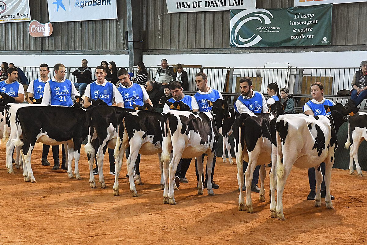 Biniseguí Byway Kala se proclama Vaca Gran Campeona en Alaior