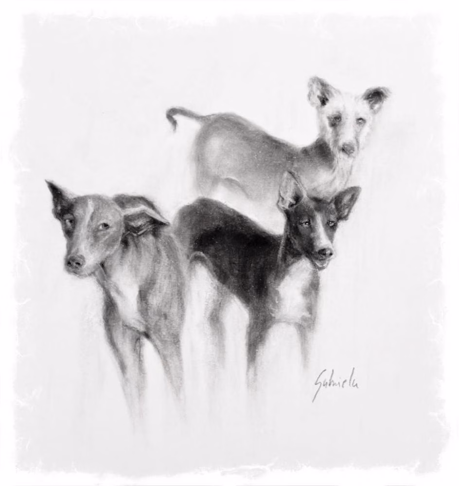 Vuelve la 'Fiesta del Podenco' al recinto ferial de Es Mercadal