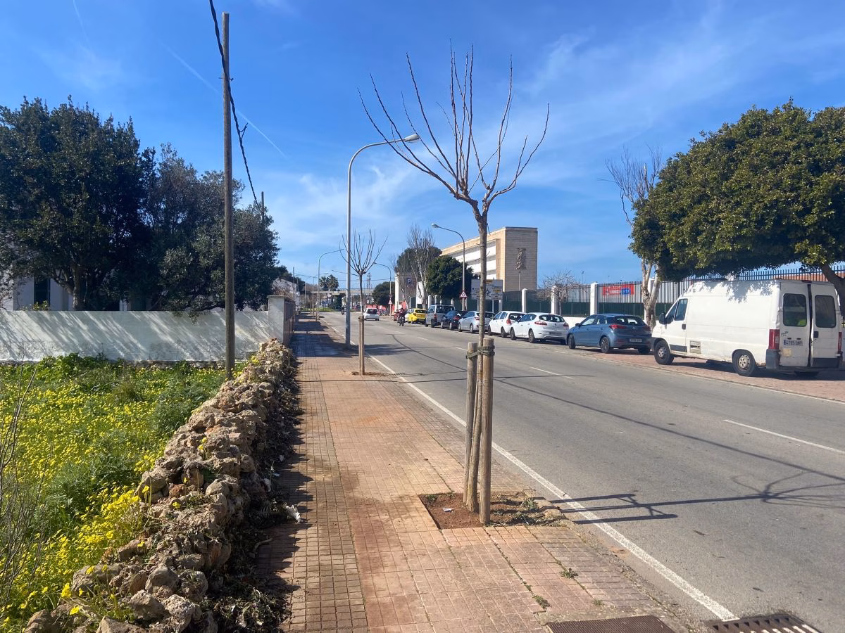 (Fotos) Maó plantará una cincuentena de árboles en la ciudad
