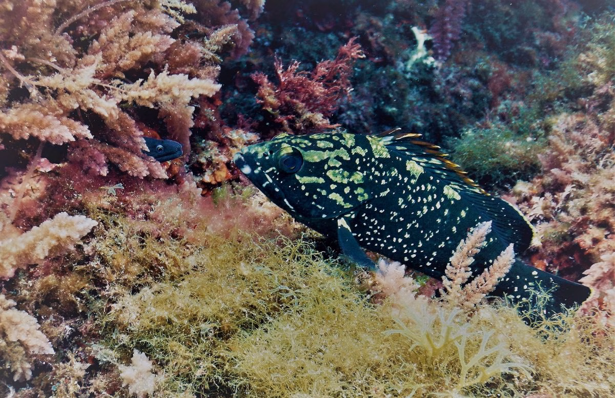 Aumenta la población de peces en la reserva marina de la Isla del Aire