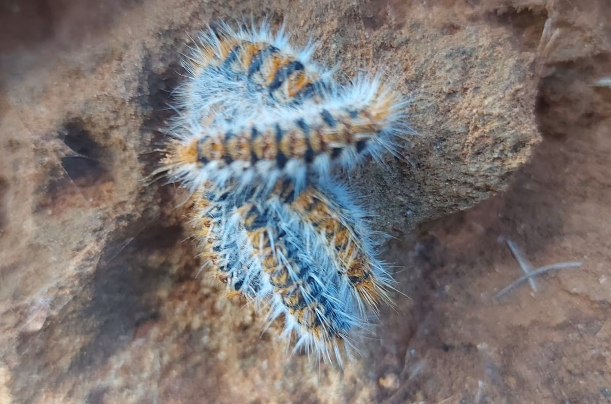 Es Castell pone en marcha la campaña de retirada de los nidos de procesionaria