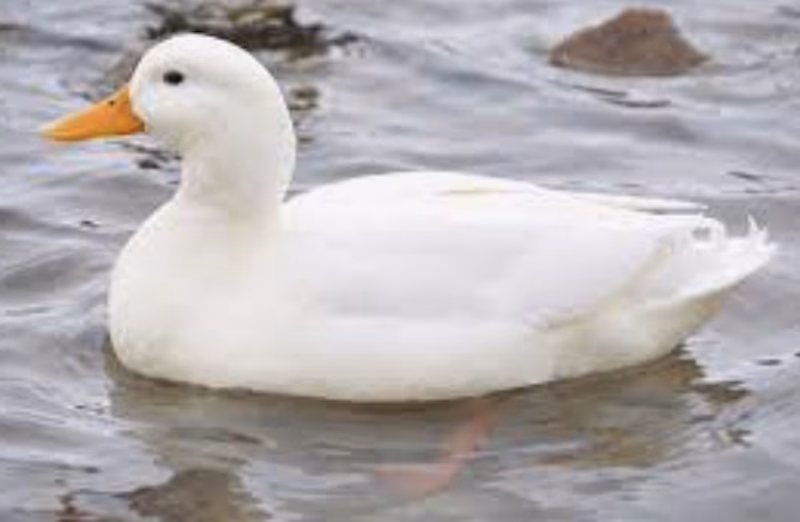 Preocupación por el avance de la gripe aviar