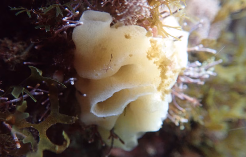 Las esponjas invasoras en el Puerto de Mahón