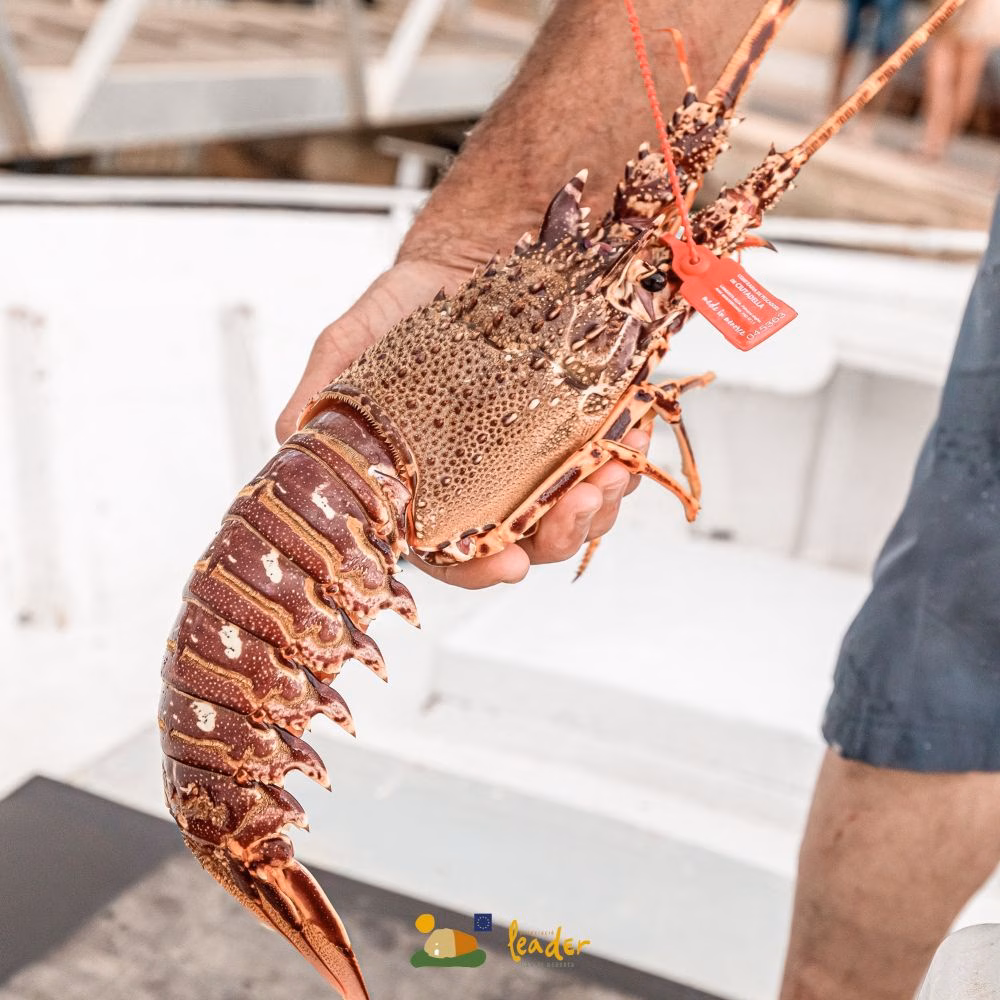 Reconocimiento a la campaña de Leader Menorca de promoción de la langosta roja