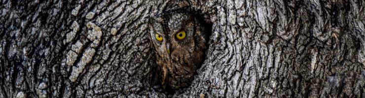 Un centenar de menorquines participan en la exposición 'La Menorca que estimam'