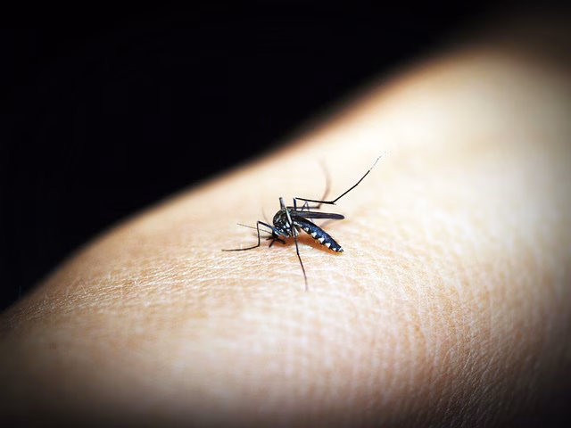 Proliferan los mosquitos tigre gracias a las últimas lluvias y al aumento de temperaturas