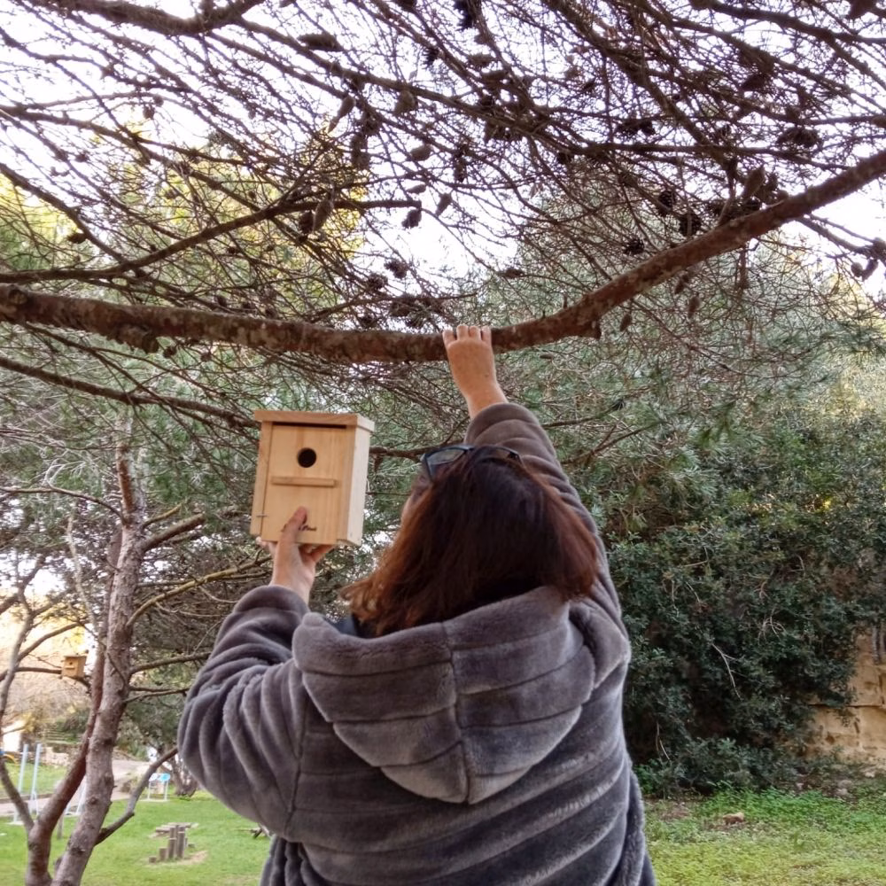 Es Castell apuesta por la conservación de aves insectívoras
