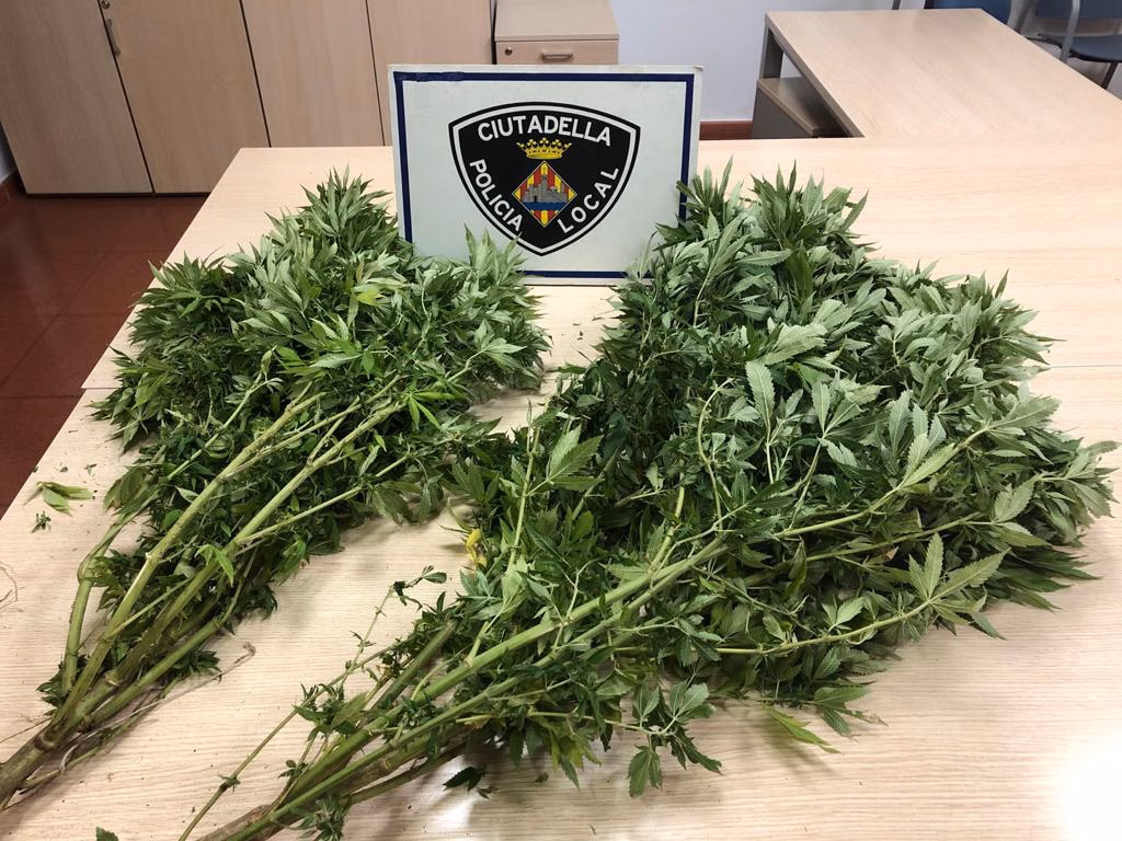 Dos detenidos en Maó con 300 gramos de Marihuana