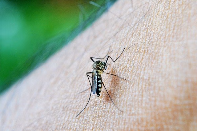 Consejos para prevenir las picaduras de mosquitos tigre