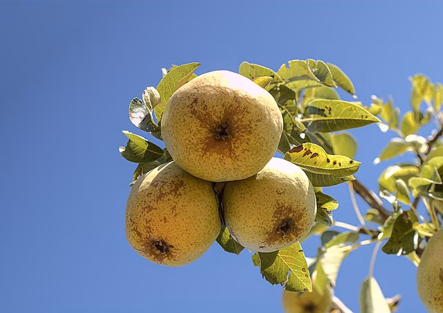 ¿Cómo afectan las olas de calor a la agricultura?