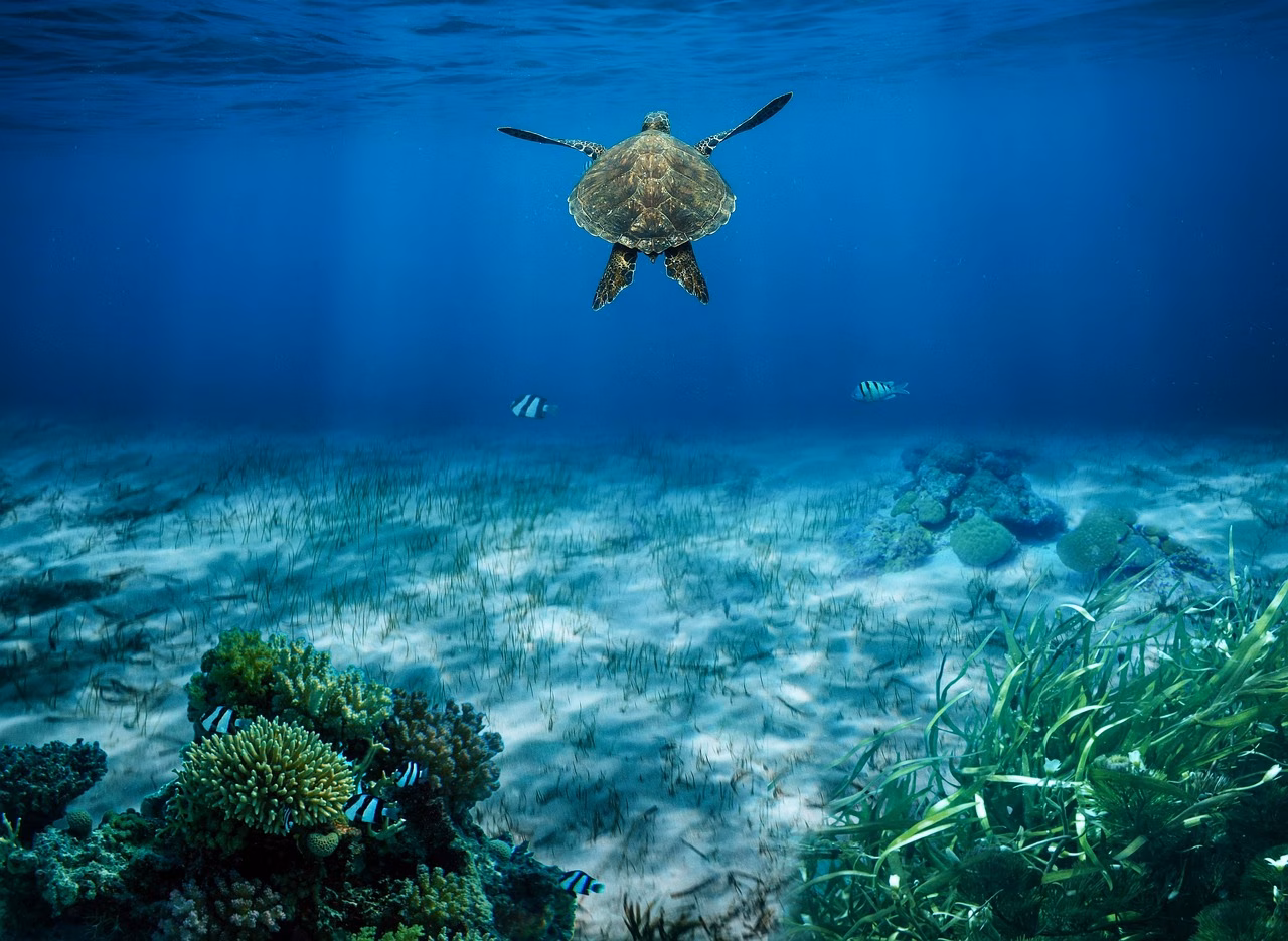 Quieren recuperar el buen estado ambiental de Cala Blanca sembrando posidonia