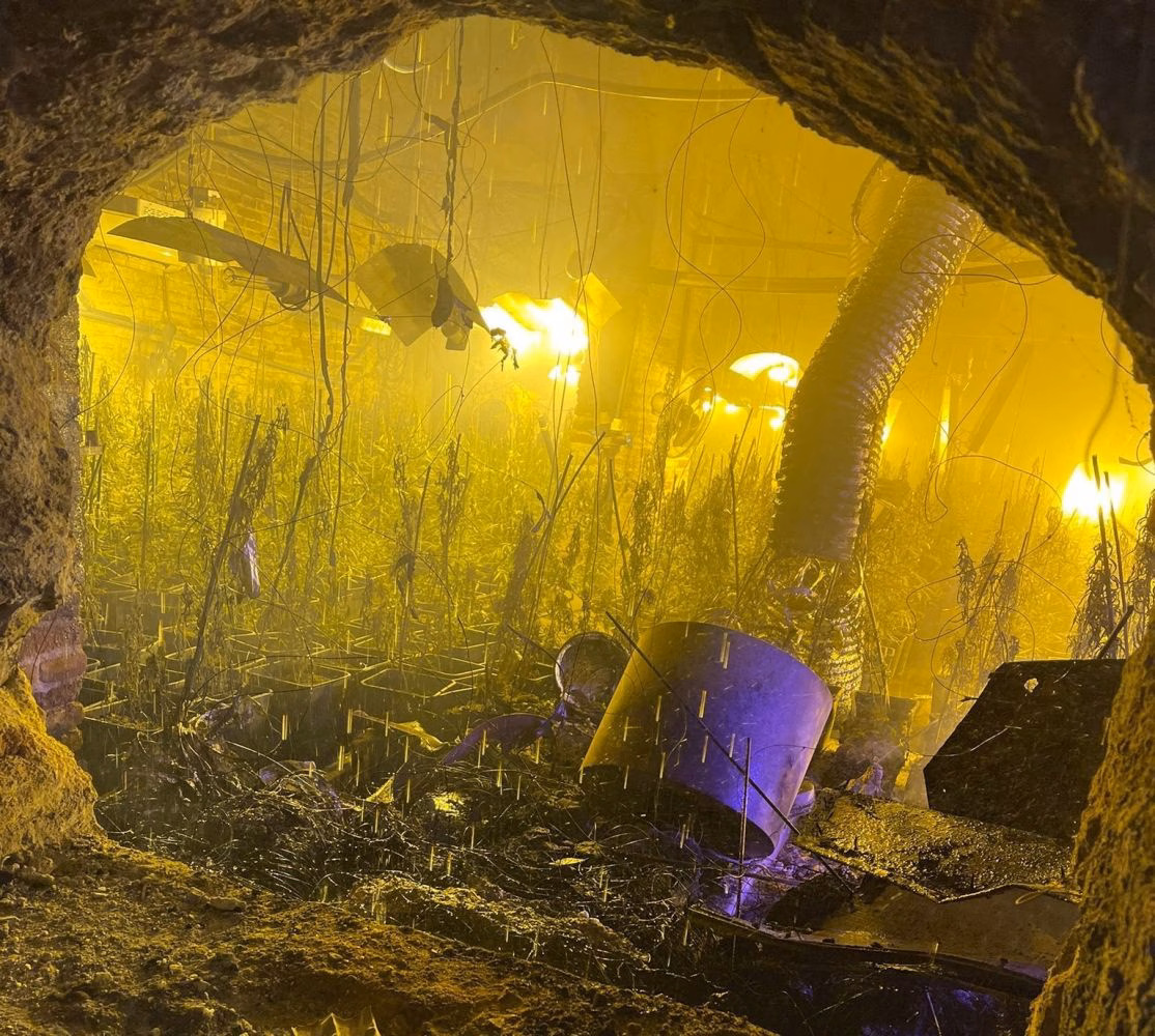 Los casos de fraude eléctrico en plantaciones de marihuana se duplican en los últimos 4 años