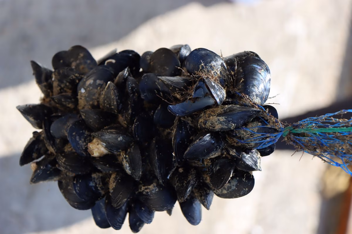 Mejillones de Menorca filtran el agua de la bahía de Palma