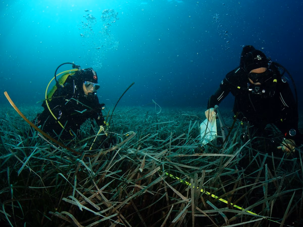 Científicos del IEO estudian la salud de las praderas marinas en aguas de Menorca