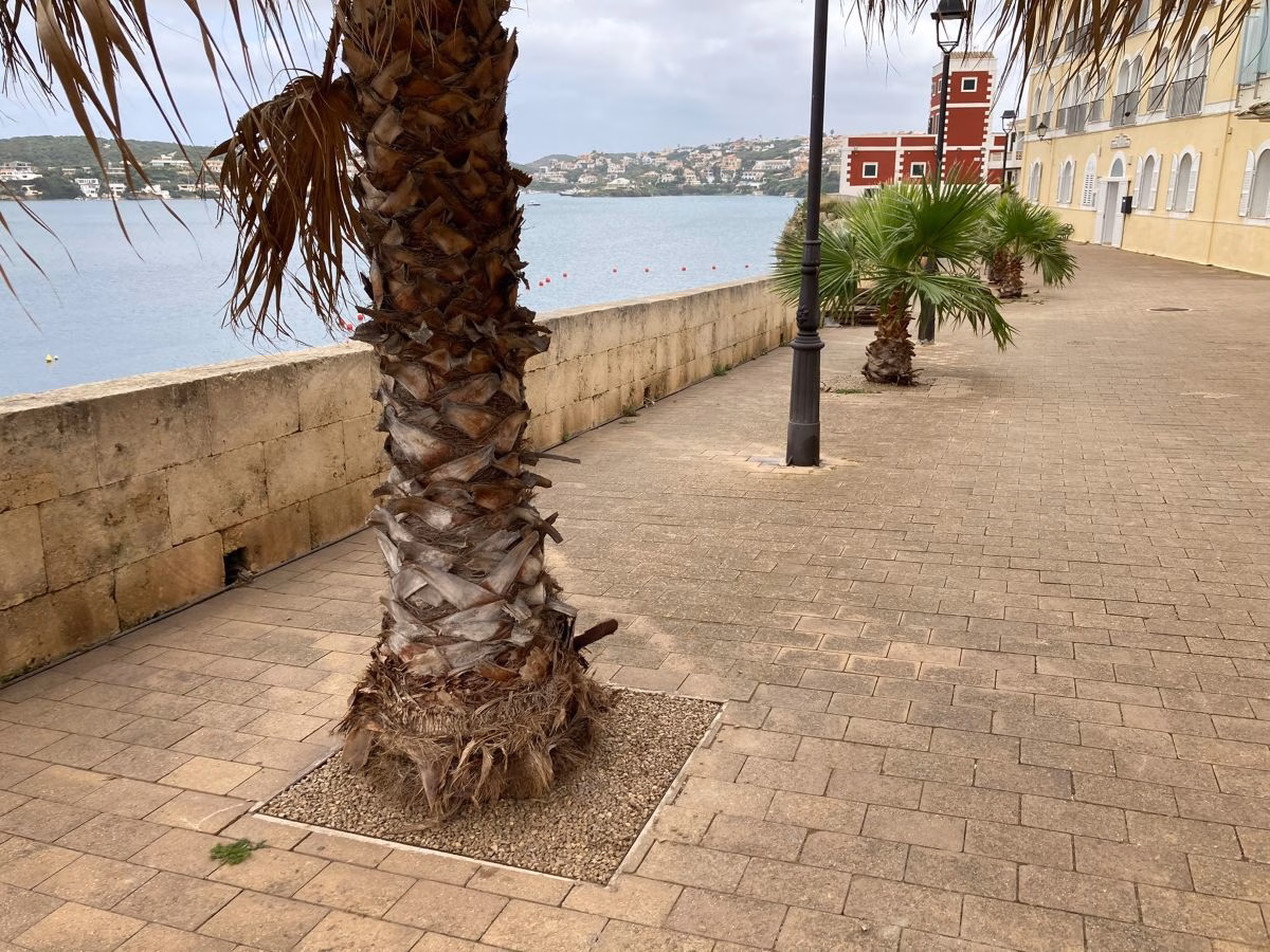 Es Castell arregla los alcorques de la miranda de Cala Corb y la plaza Menorca