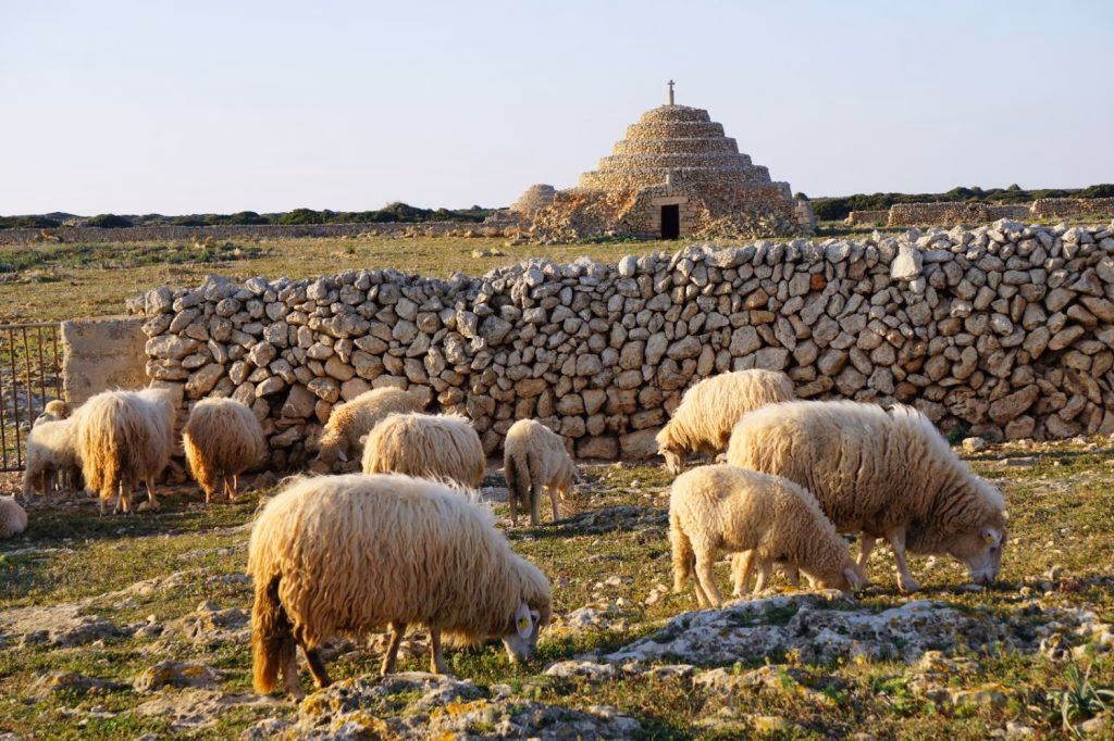 Baleares entra en el plan de erradicación del serotipo 8 de la lengua azul