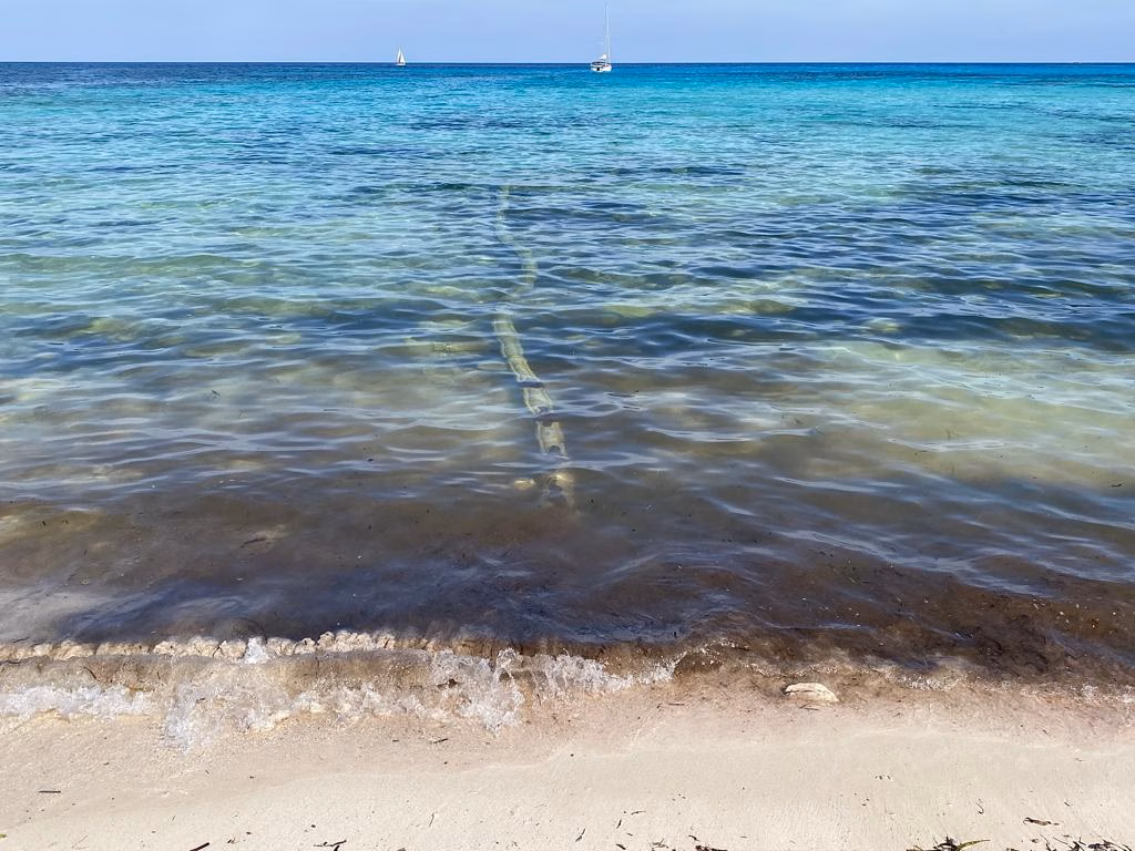 Aparece un cable de fibra de comunicaciones en la playa de Punta Prima