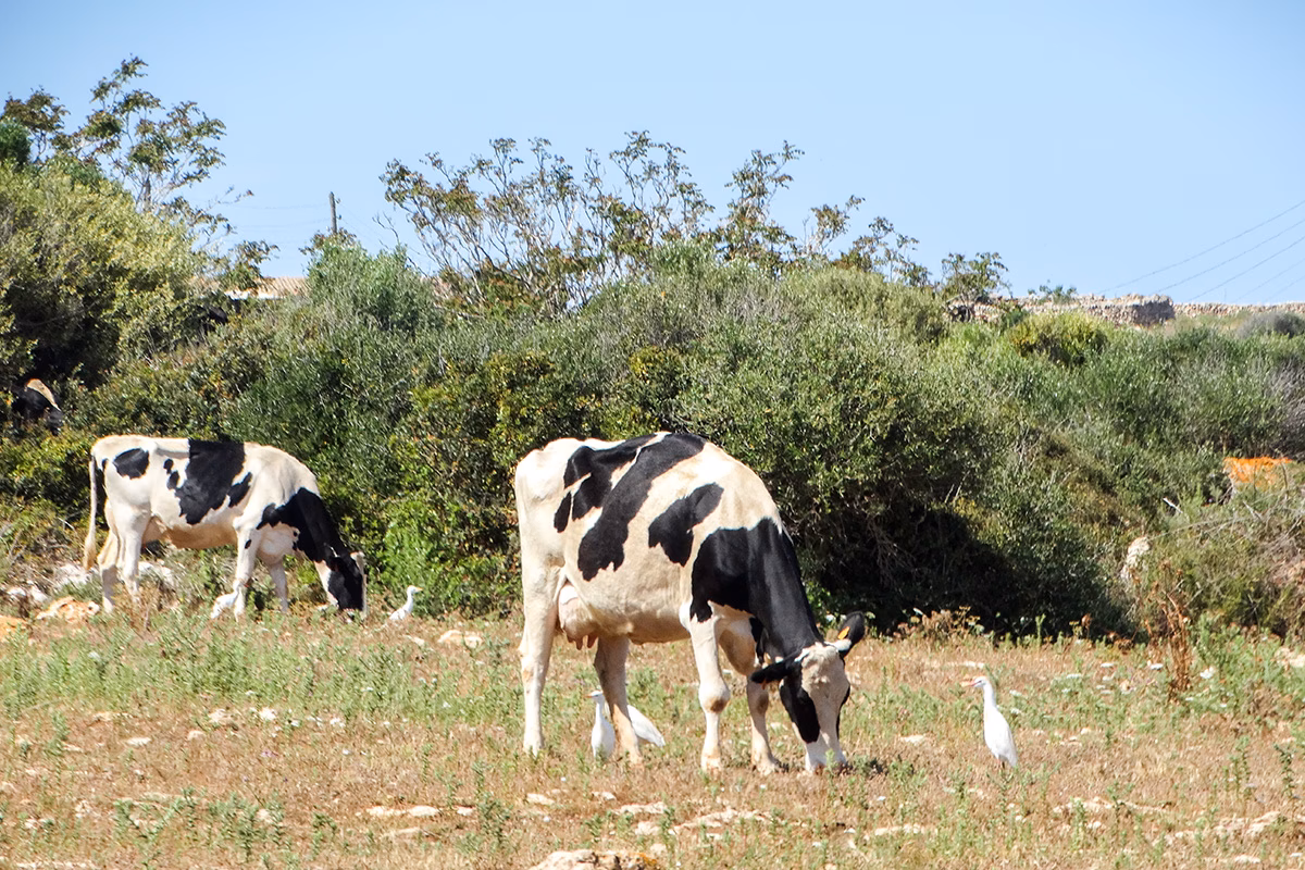 Mae de la Concha anuncia un incremento de las ayudas europeas al campo